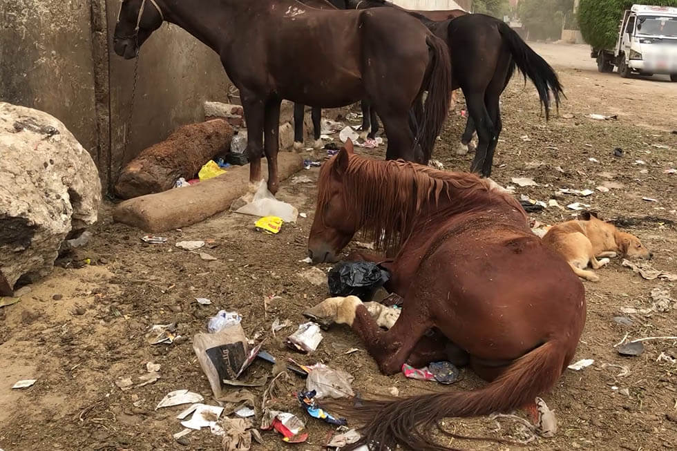 Pferde für Kutschfahrten in Ägypten gequält jetzt helfen PETA