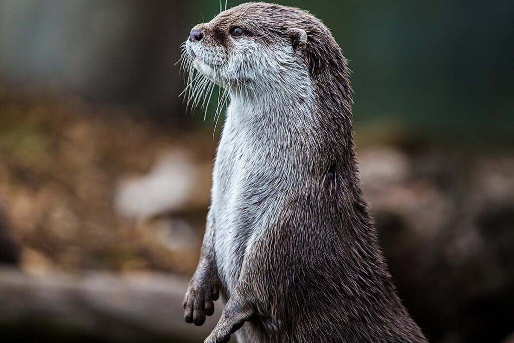 Der Otter Faszinierende Fakten Ber Otter