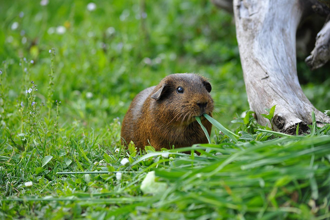 Das Meerschweinchen – 6 spannende Fakten über Meerschweinchen