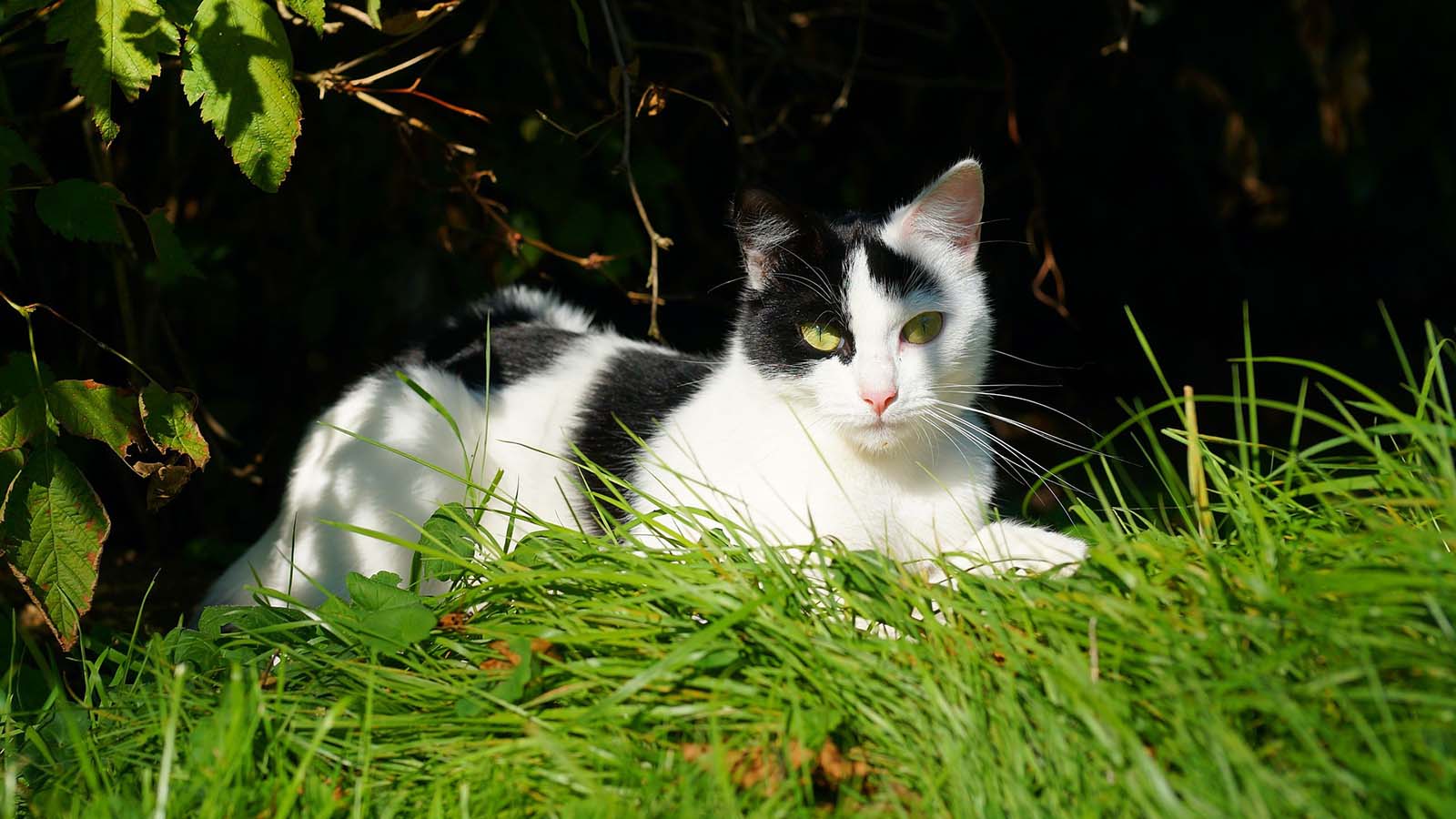 Hitzetipps Für Tiere So Helfen Sie Tieren Durch Den Sommer