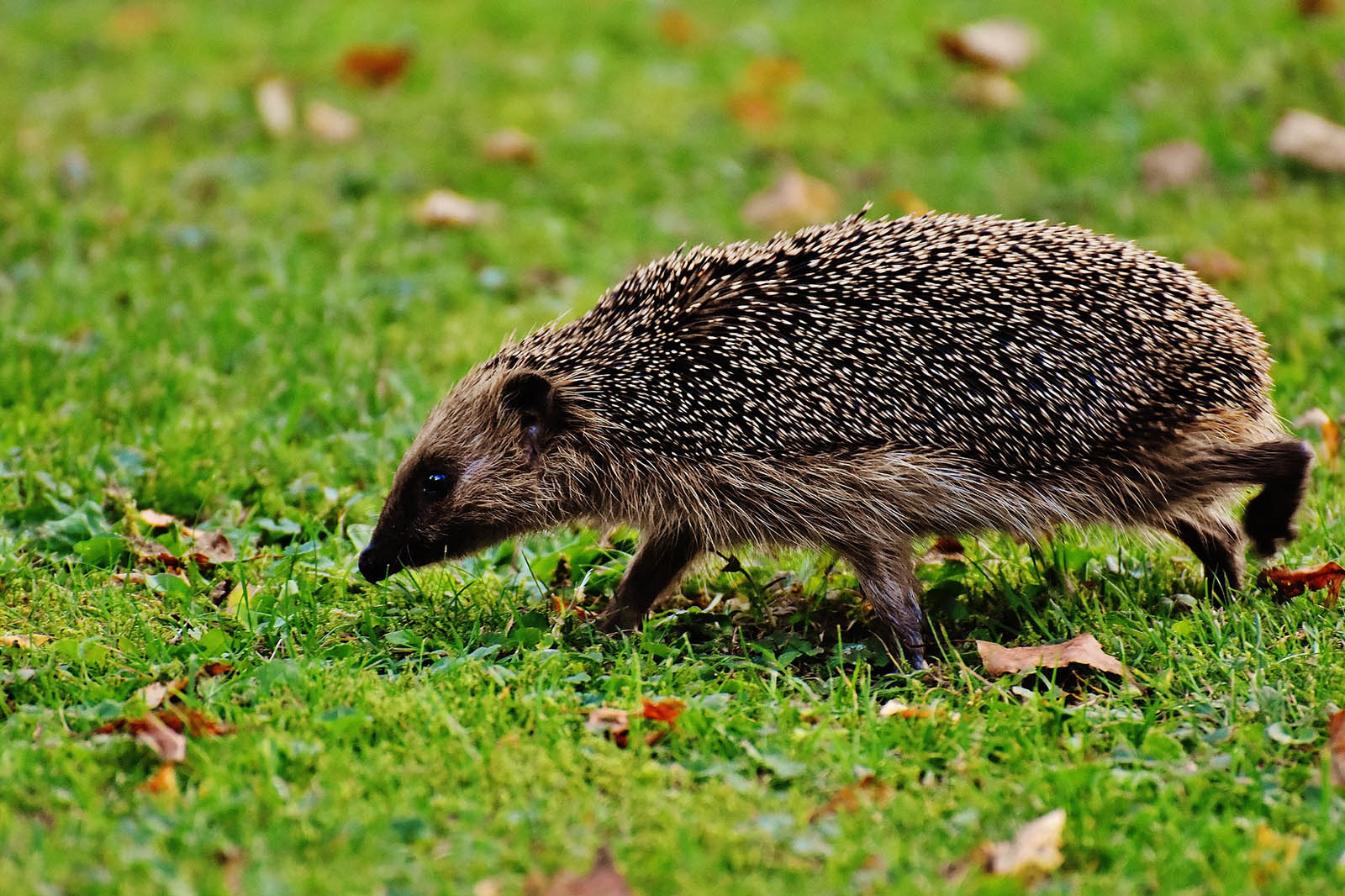 Igel Futtern Oder Nicht Was Fressen Igel