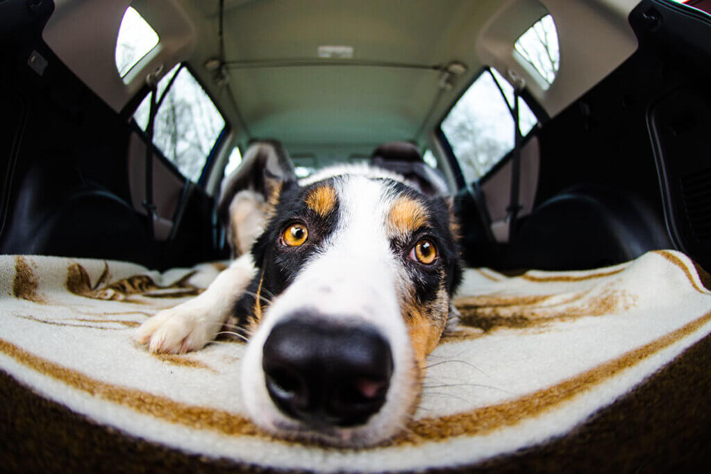 Hund im Auto transportieren: So sichern Sie Ihren Hund im Auto