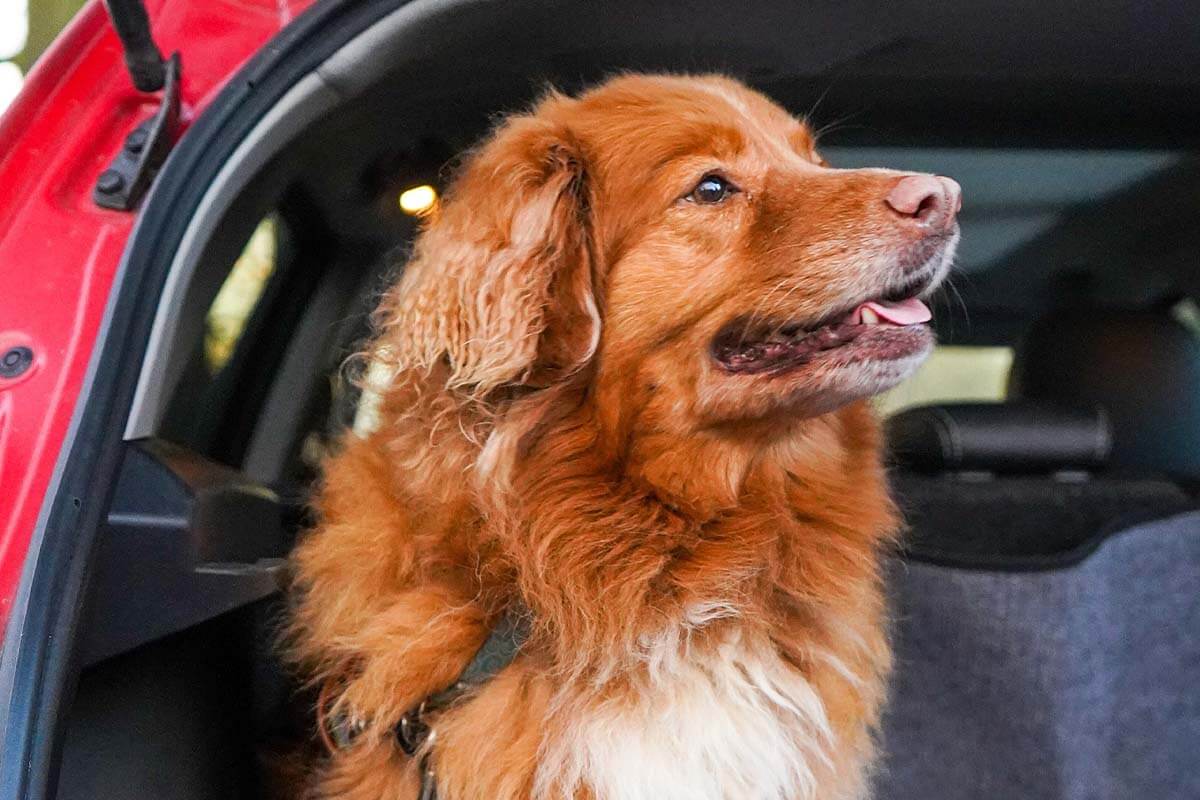Hund im Auto sicher transportieren / Reisen mit Hund