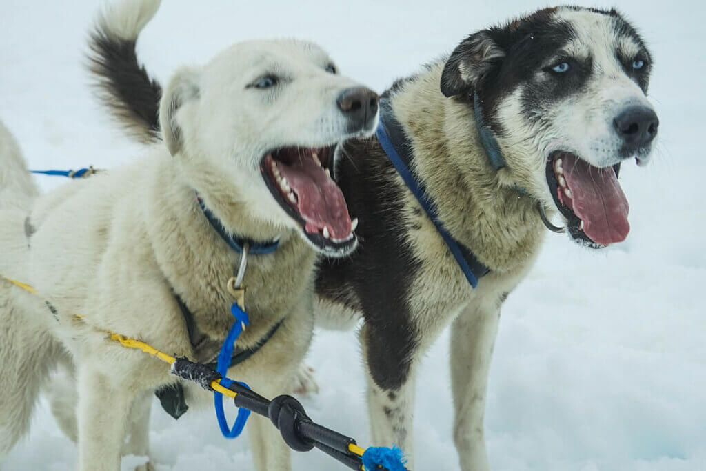 Zwei Schlittenhunde im Schnee.