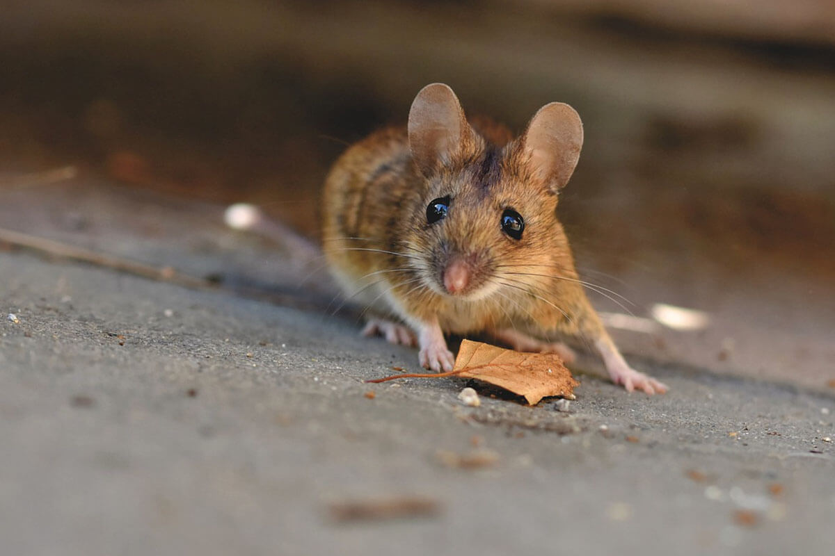 Die Maus: 11 faszinierende Fakten über Mäuse