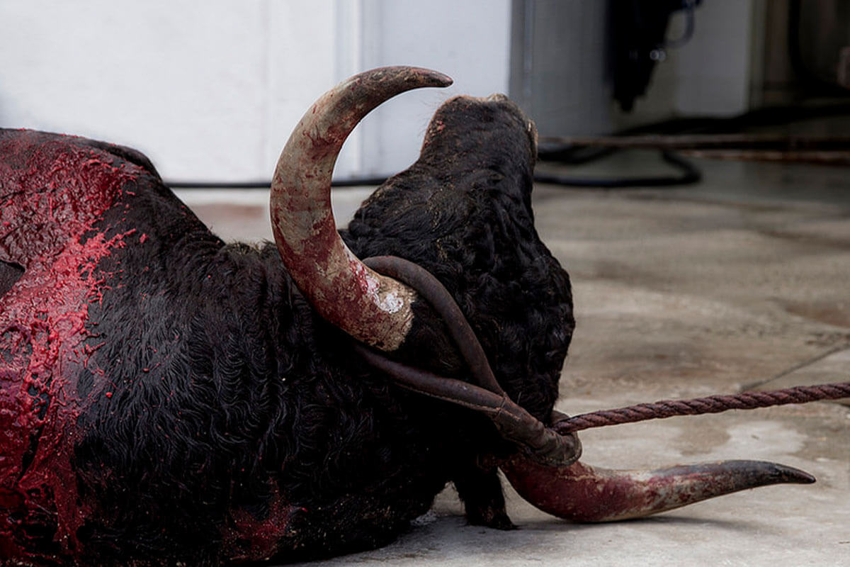 Stierkämpfe zurück auf Mallorca – PETA protestiert gegen das Blutbad