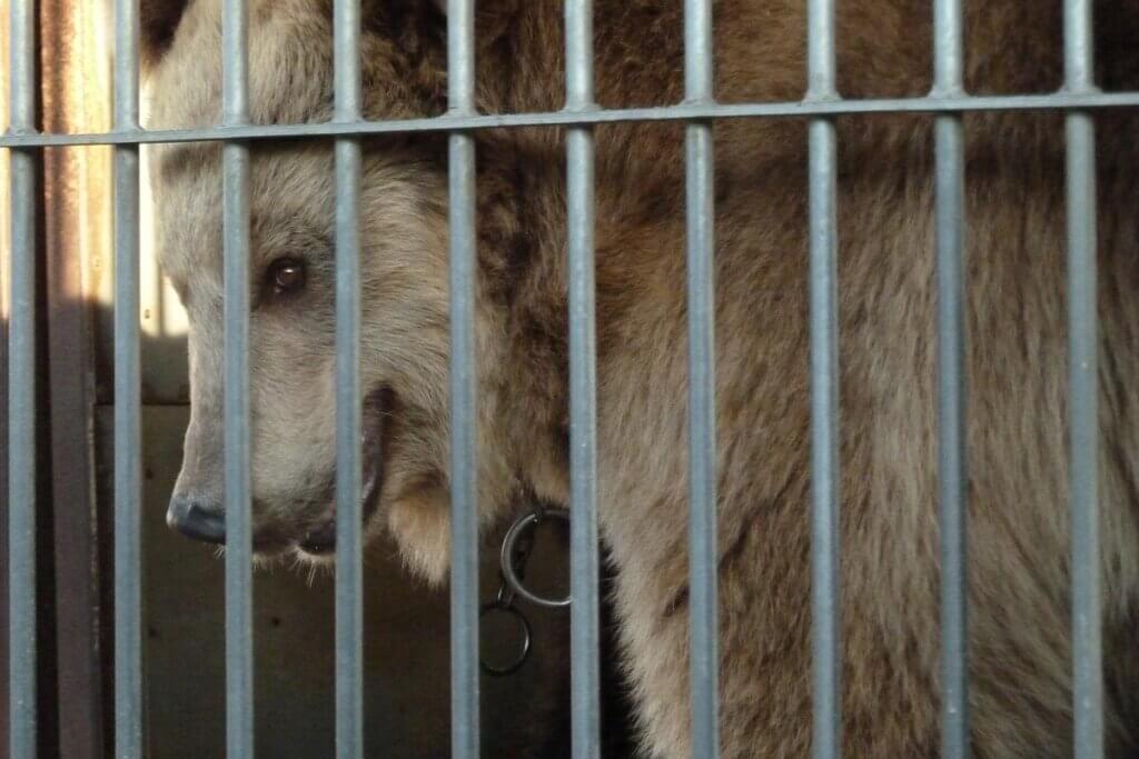 Baer im Zirkuskaefig bei Circus Luna