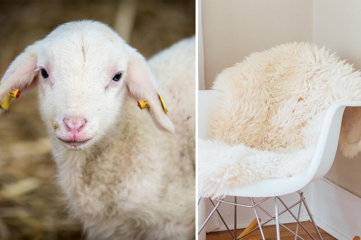 Lammfell: Werden Schafbabys für das Fell getötet?