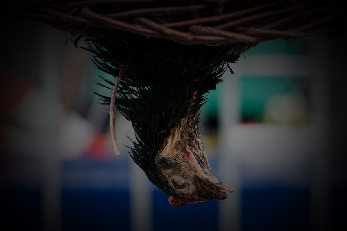 Erfolg nach Strafanzeige: NRW weist Behörden an, „Hahneköppen“ mit Tierleichen zu unterbinden