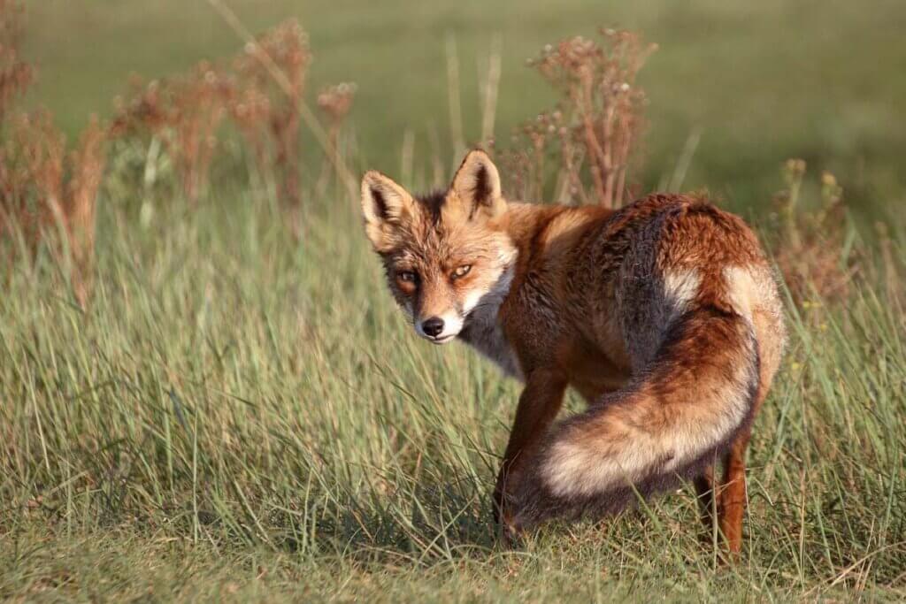 Ein Rotfuchs steht auf einer Wiese und dreht sich um.