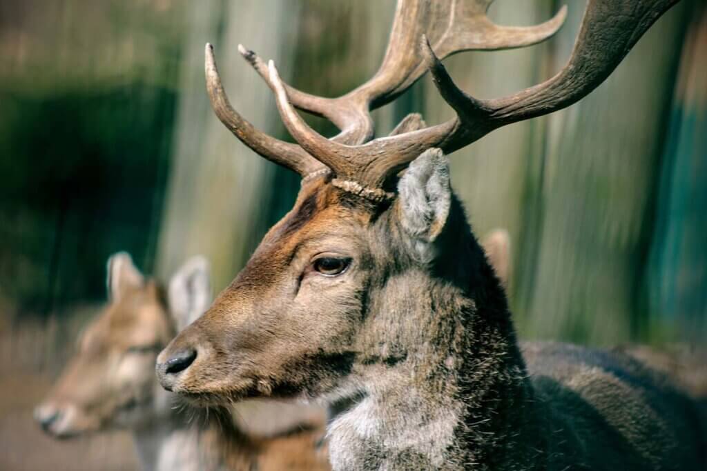 Ein Hirsch und ein Reh stehen im Wald.