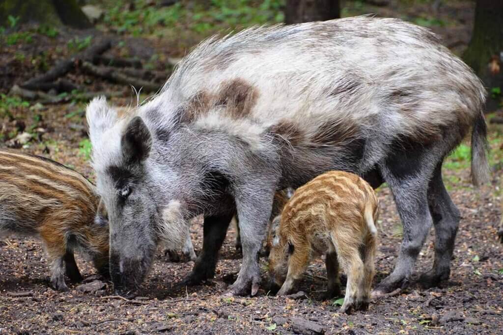 Eine Horde Wildschweine wuehlt im Boden.