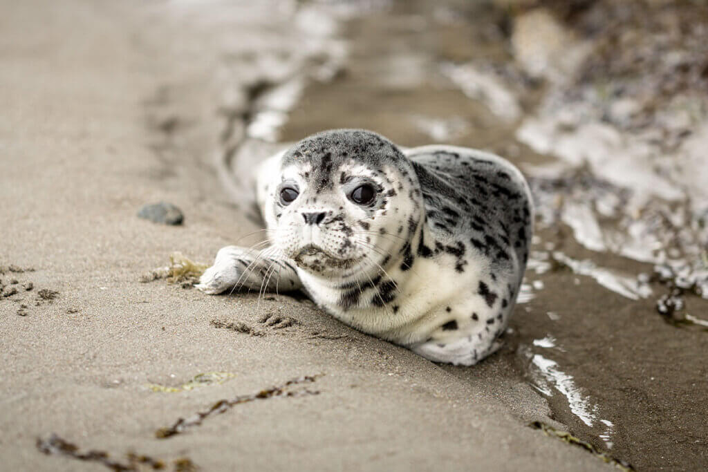 Eine schwarz gefleckte Robbe liegt am Strand am Wasser.