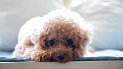 Teacup Hund liegt auf dem Bett