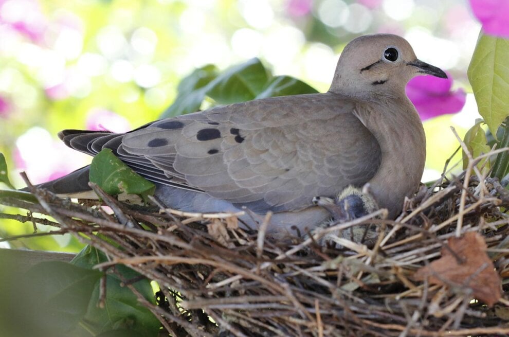 Taube mit Küken im Nest