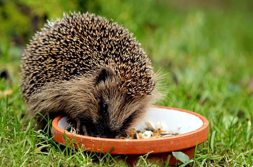 Ein brauner Igel isst aus einer Schale, die auf einer Wiese steht.