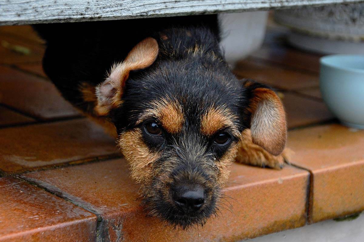 Darum Ist Es Besser, Tiere Aus Dem Tierheim Zu Adoptieren