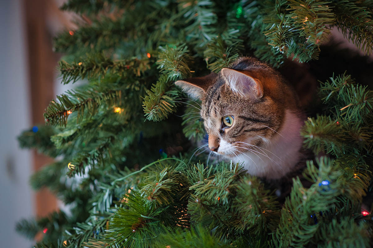 Weihnachtsbaum für Katzen und Hunde sicher machen: 6 Tipps