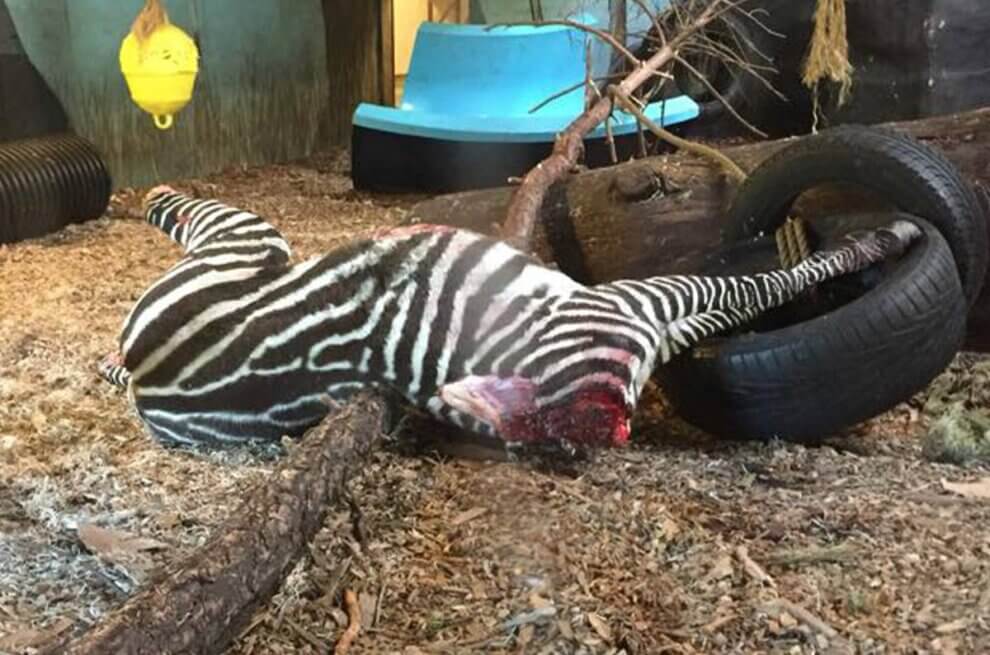 Totes Zebra im Zoo