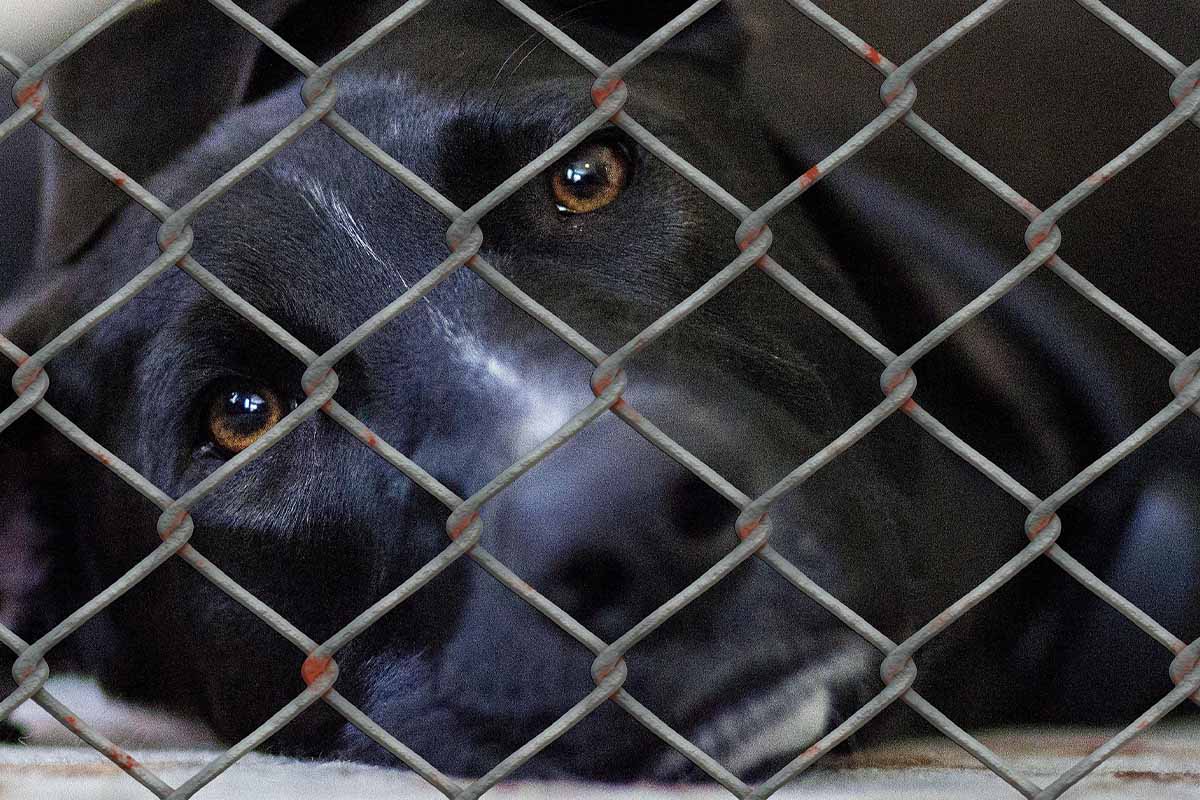 Ein schwarzer Hund liegt hinter einem Maschendrahtzaun und schaut traurig.