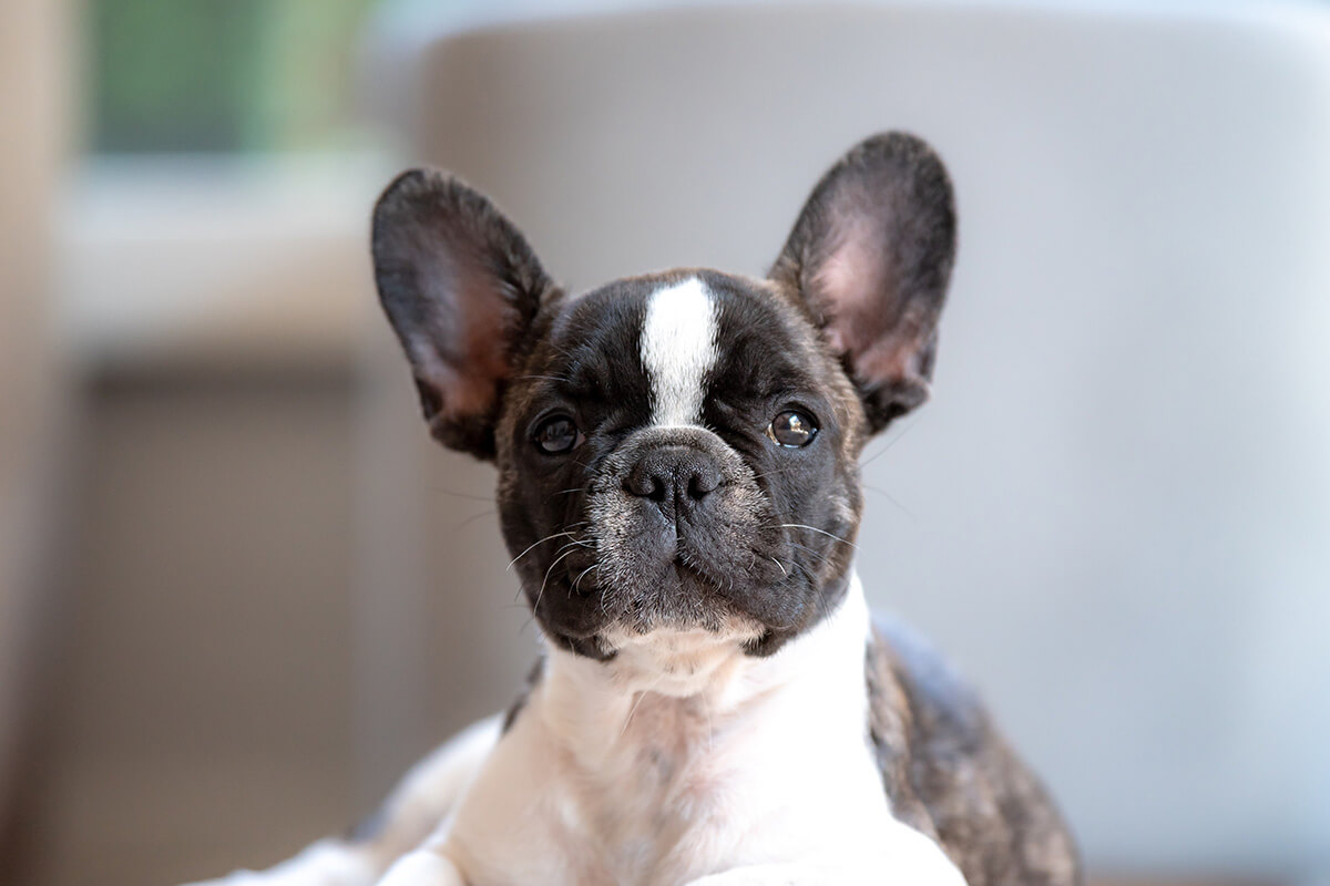 Franzoesische Bulldogge