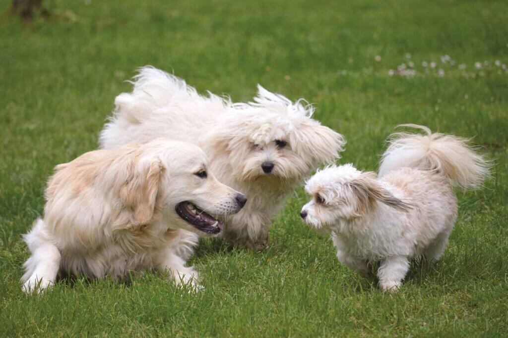 Drei beige Hunde spielen auf einer Wiese.