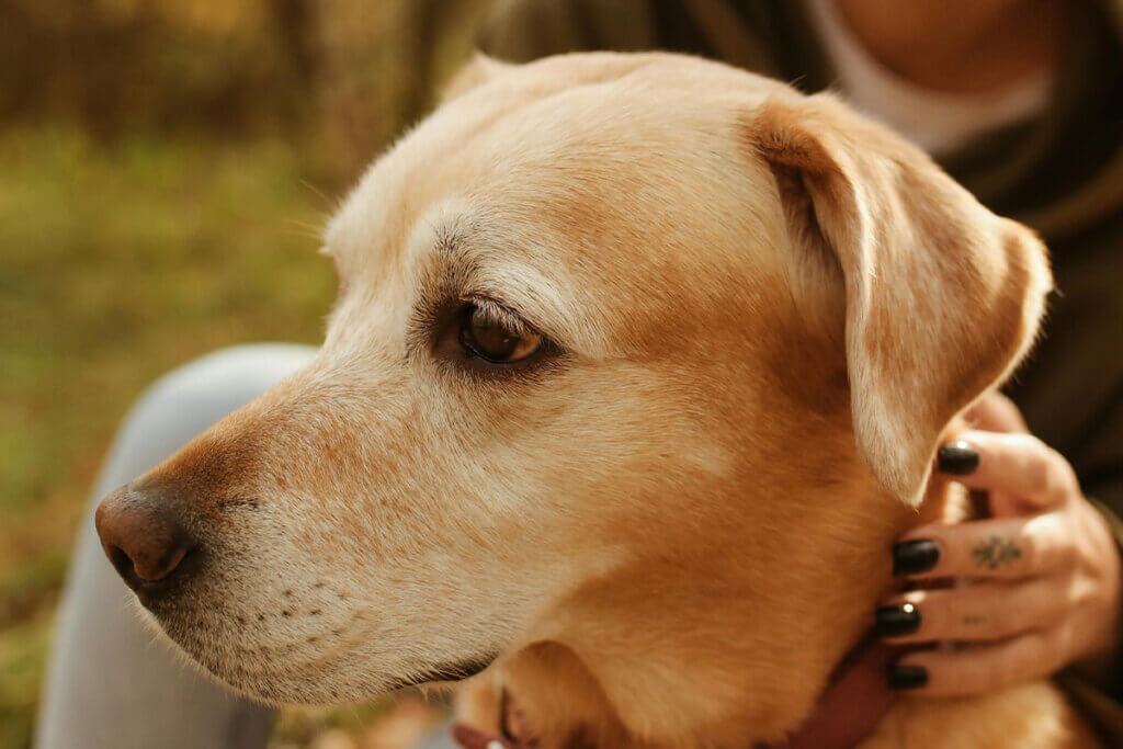 Ein beiger Hund sitzt mit einer Person auf einer Wiese.