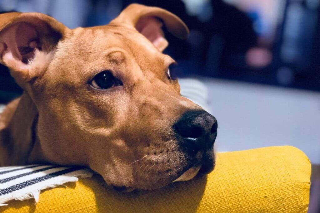 Ein brauner Hund liegt auf einer gelben Couch.