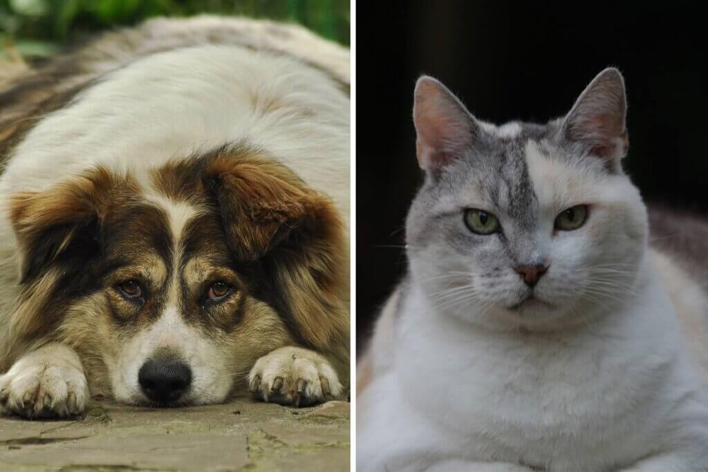 Collage Dicker Hund und dicke Katze