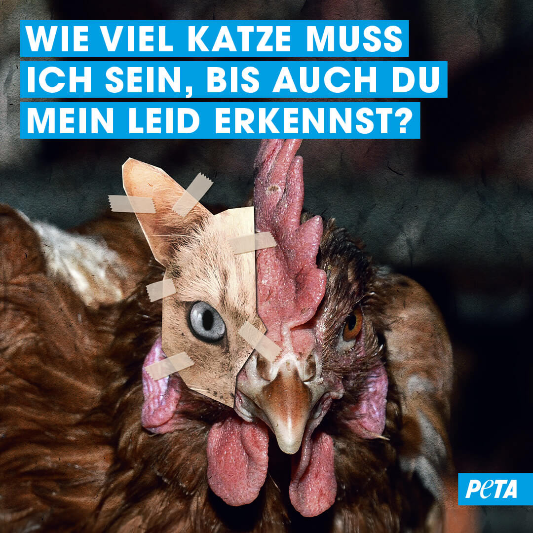 PETA Grafik. Halb Huhn, halb Katze. Wie viel Katze muss ich sein, bis auch du mein Leid erkennst?