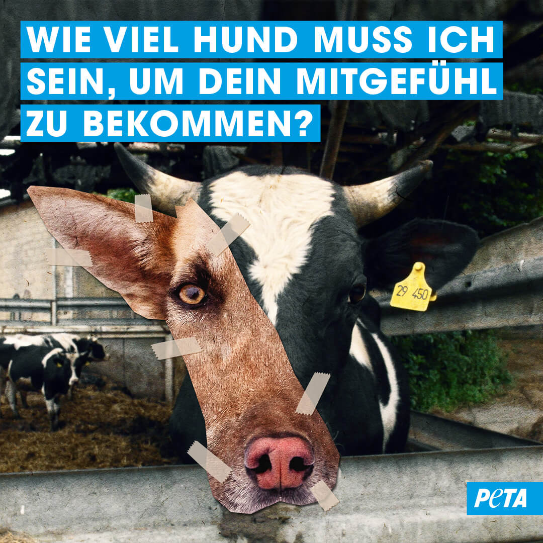 PETA Grafik. Halb Kuh, halb Hund. Wie viel Hund muss ich sein, um dein Mitgefuehl zu bekommen.