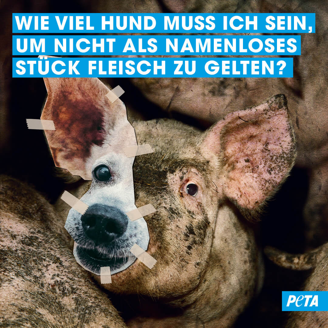 PETA Grafik. Halb Schwein, halb Hund. Wie viel Hund muss ich sein, um nicht als namenloses Stueck Fleisch zu gelten.