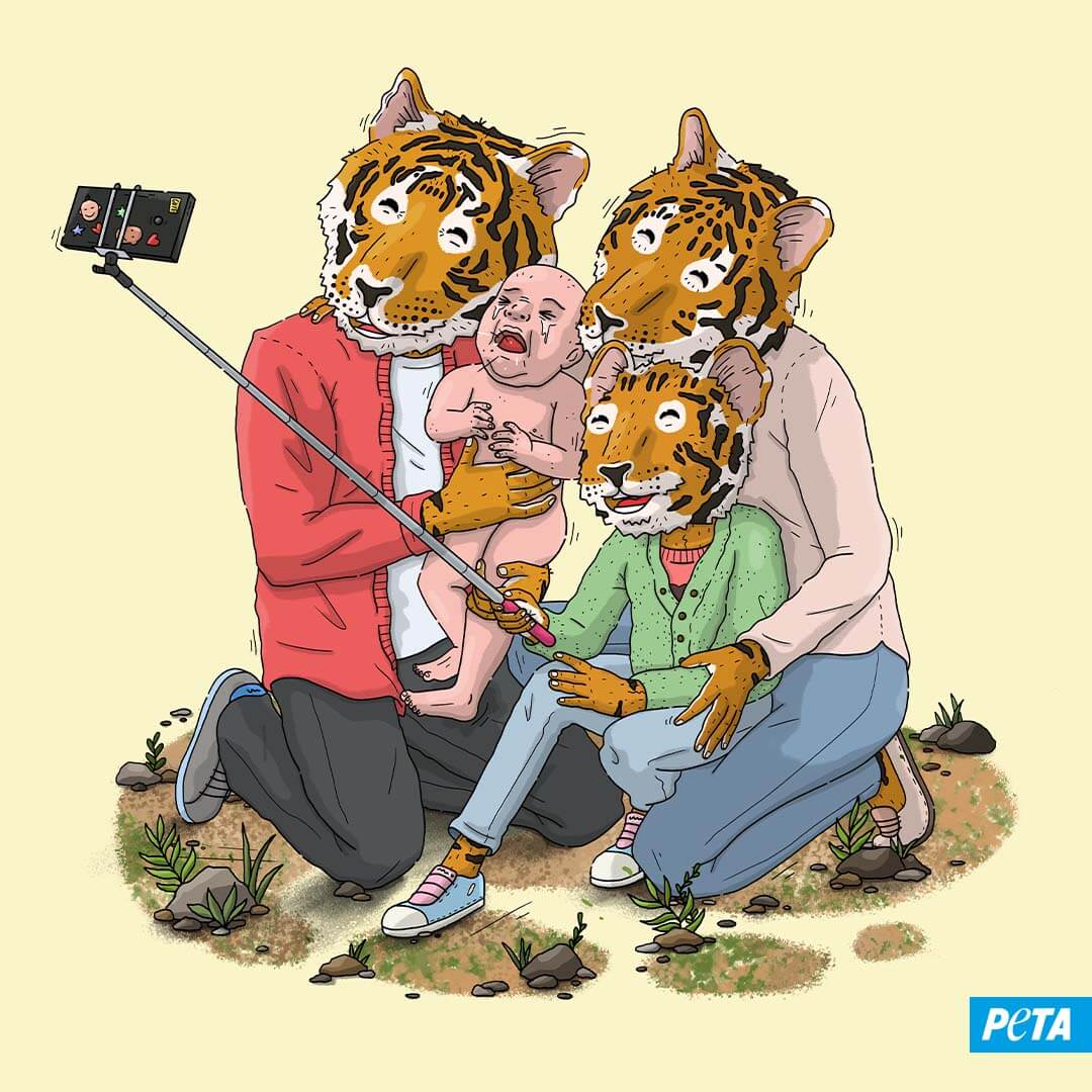 Grafik. Drei Tiger machen ein Selfie mit einem Menschenbaby.