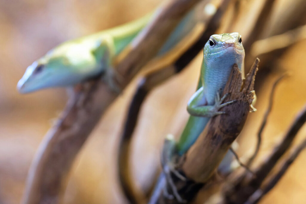 Zwei gruene Echsen sitzen auf Aesten in einem Terrarium.