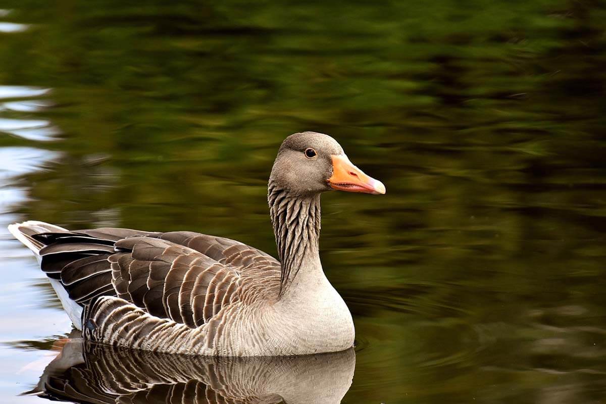 Gans auf dem Wasser