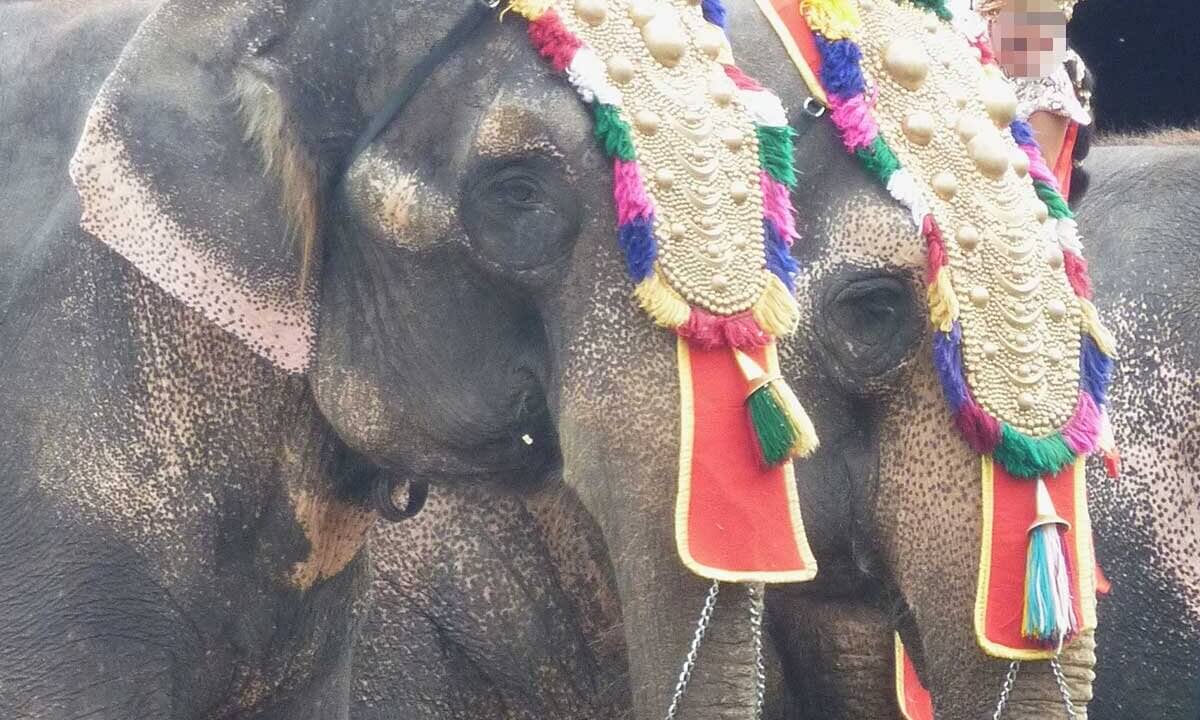 Elefanten mit Kopfschmuck bei Circus Krone