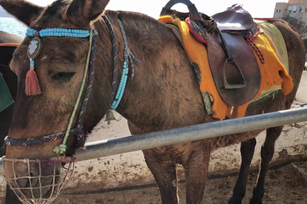 Esel aus Santorini, der fuer Reiten ausgebeutet wird