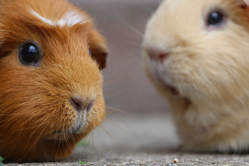 Nahaufnahme von zwei Meerschweinchen.