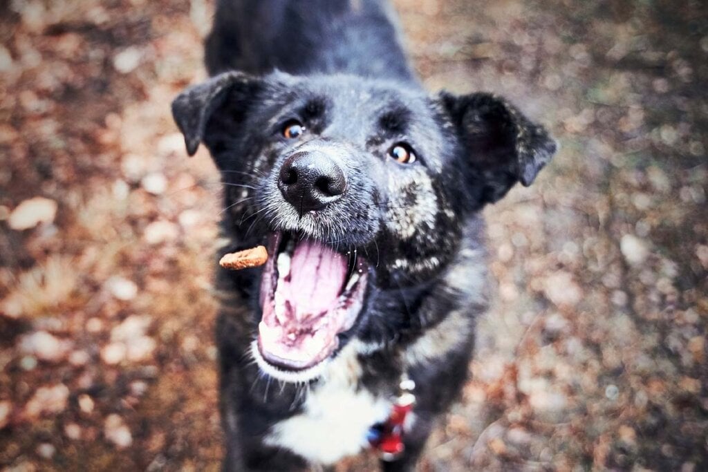 Ein schwarzer Hund schnappt nach einem Leckerli in der Luft.