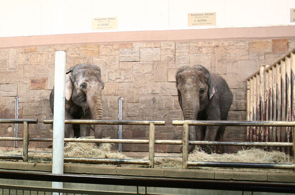 Elefanten im Tierpark Berlin