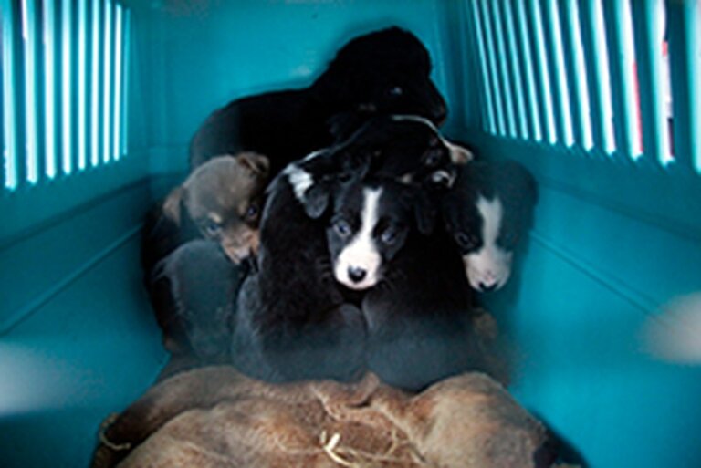 Mission gegen Tierleid PETA mit Reporter Steffen König unterwegs für