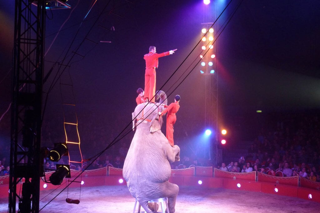 Person steht auf Elefanten in der Manege Zirkus Charles Knie