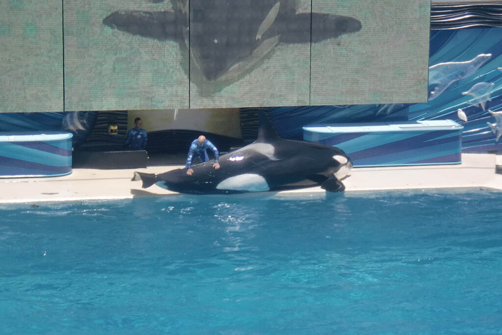 Orca liegt am Beckenrand in SeaWorld