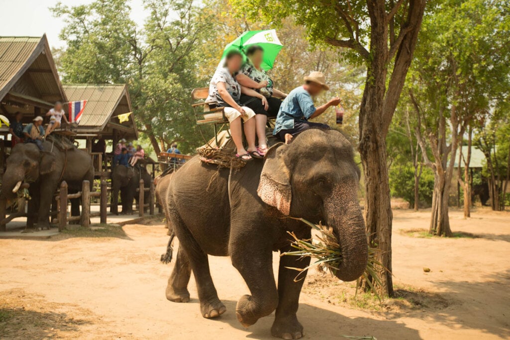 Menschen reiten auf Elefanten