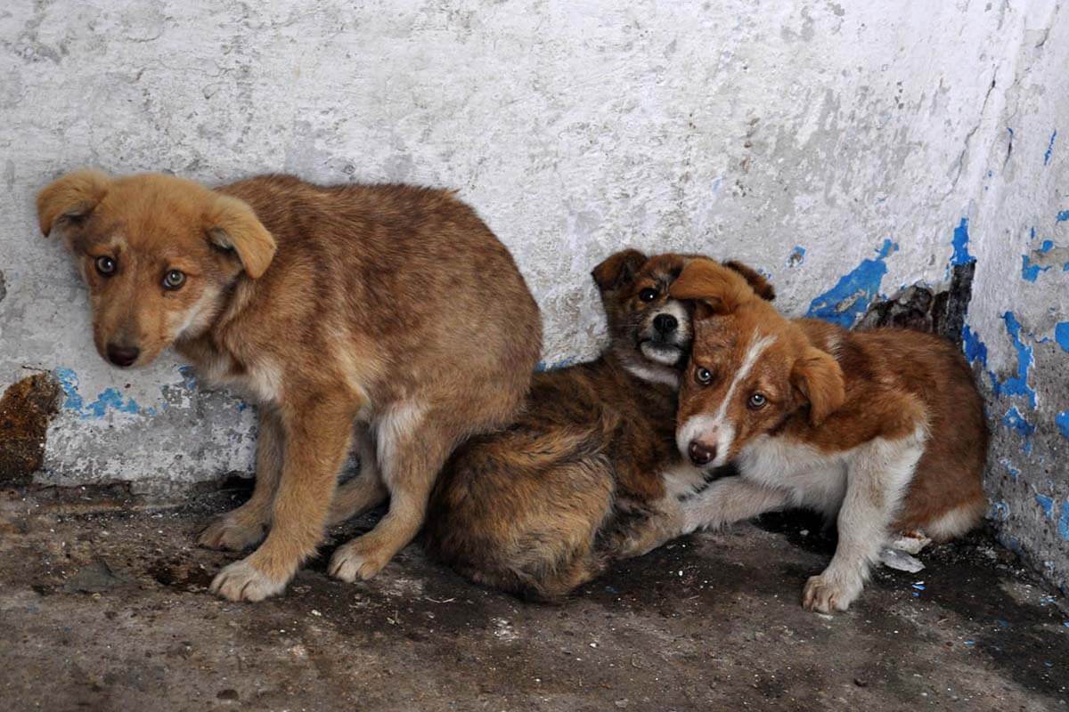 Hunde in Rumänien: Not der Straßenhunde