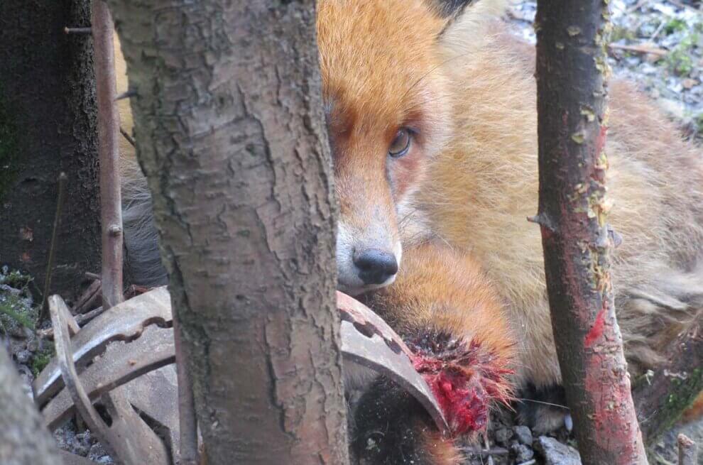 Fuchs in Jagdfalle