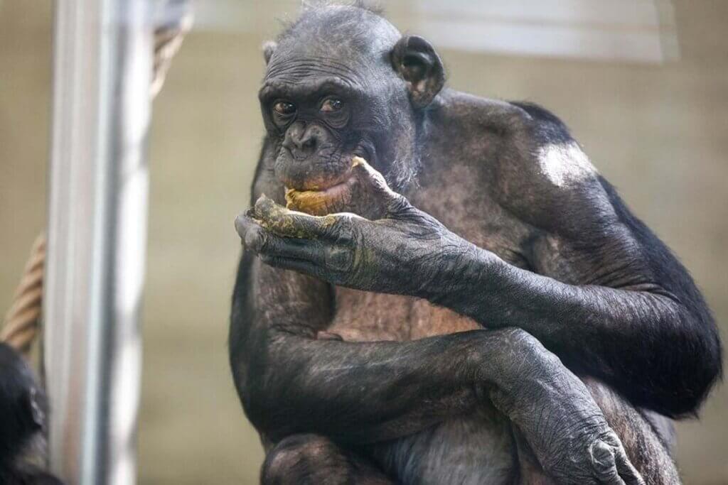 Bonobo frisst Kot