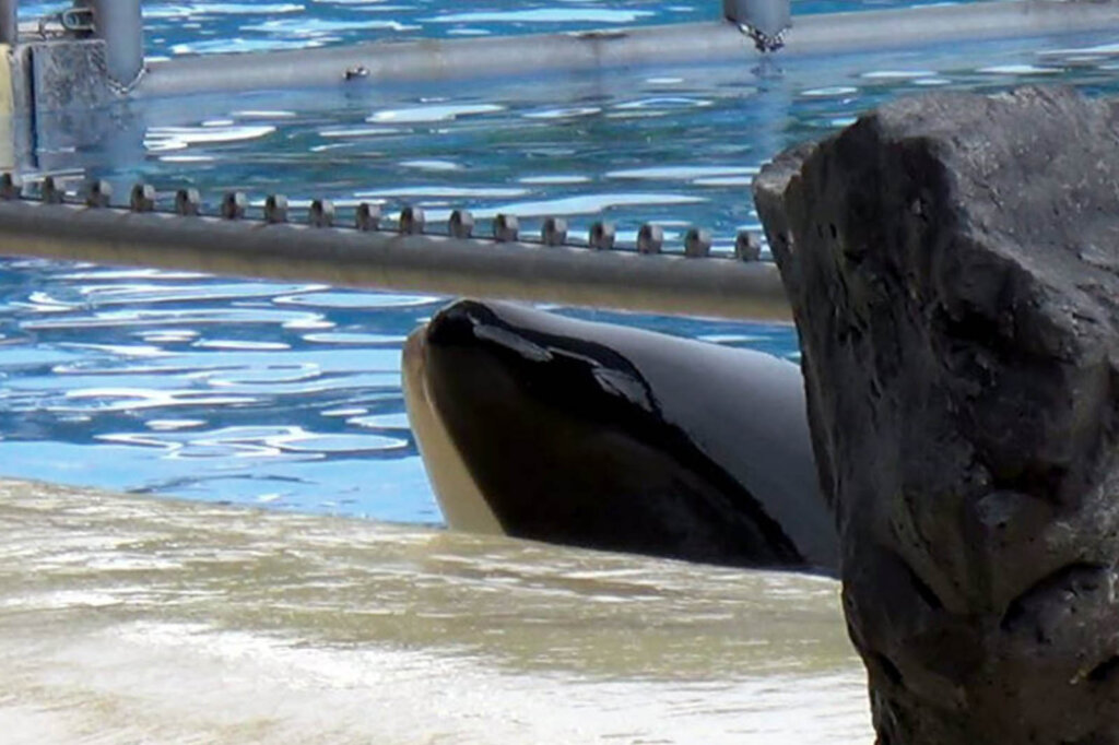 Loro Parque Teneriffa: DAS macht die Gefangenschaft mit Orcas