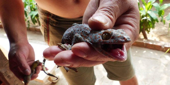 Person mit Reptil in der Hand