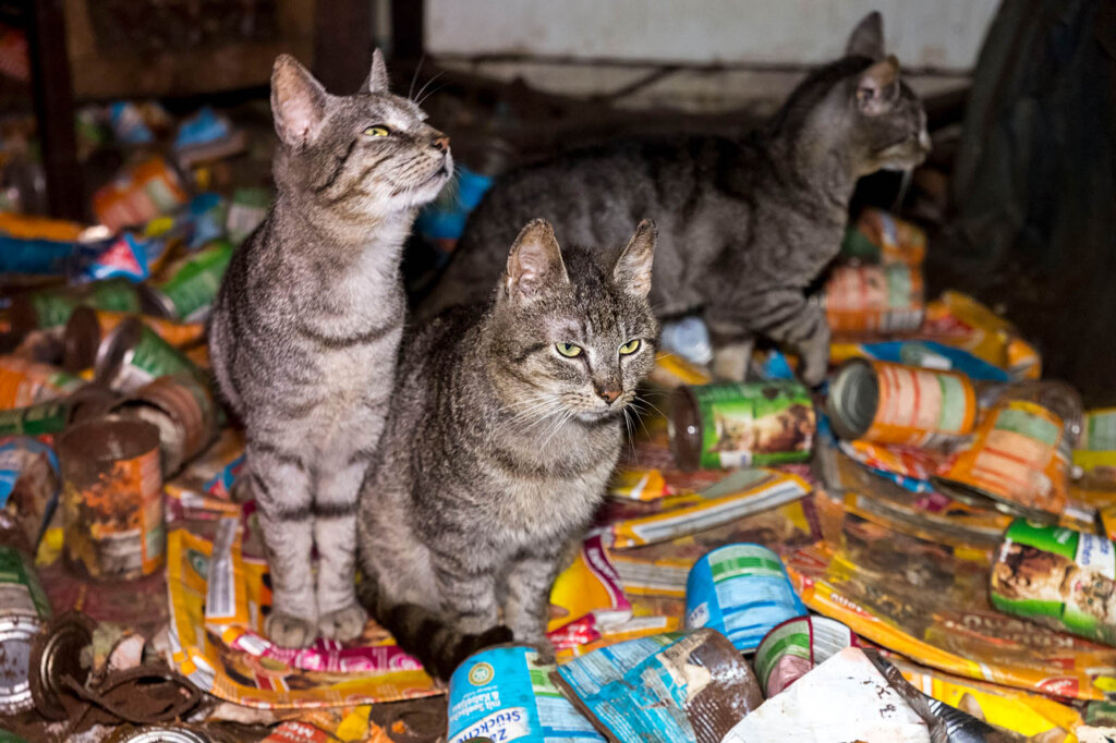 Katzen sitzen in mitten von Muell.